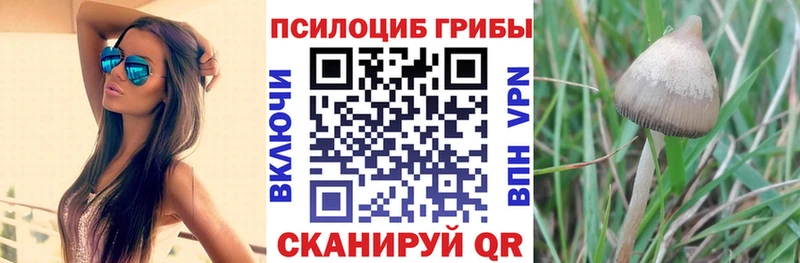 где купить   Новокузнецк  Псилоцибиновые грибы Magic Shrooms 
